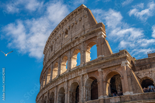 przelatująca mewa nieopodal Coloseum w Rzymie