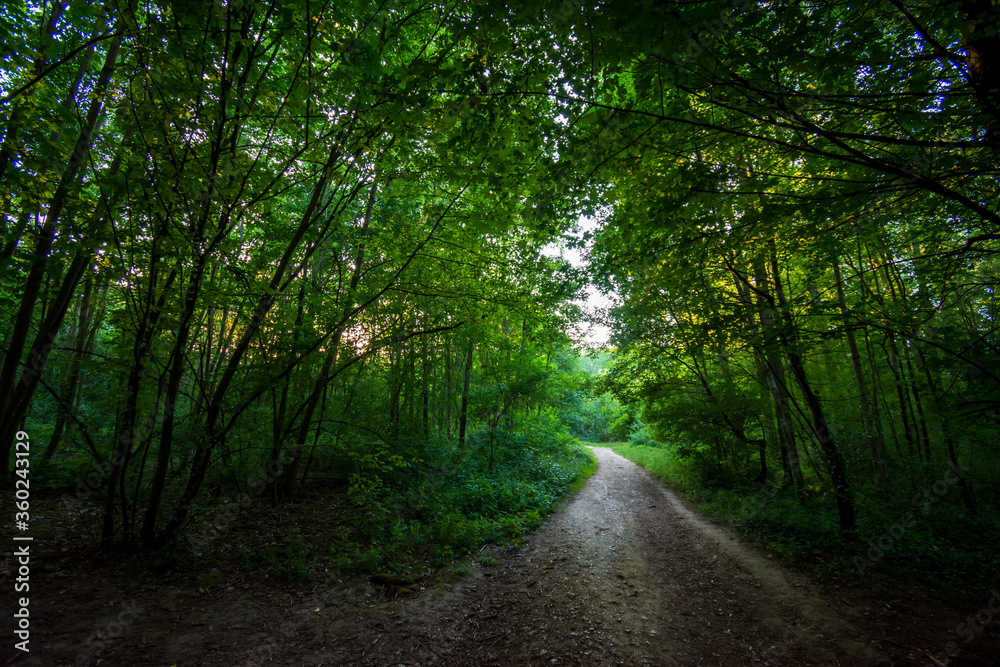 Chemin forestier dans le bois de Meudon, Clamart, France. Chemin forestier dans le bois de Meudon, Clamart, France.