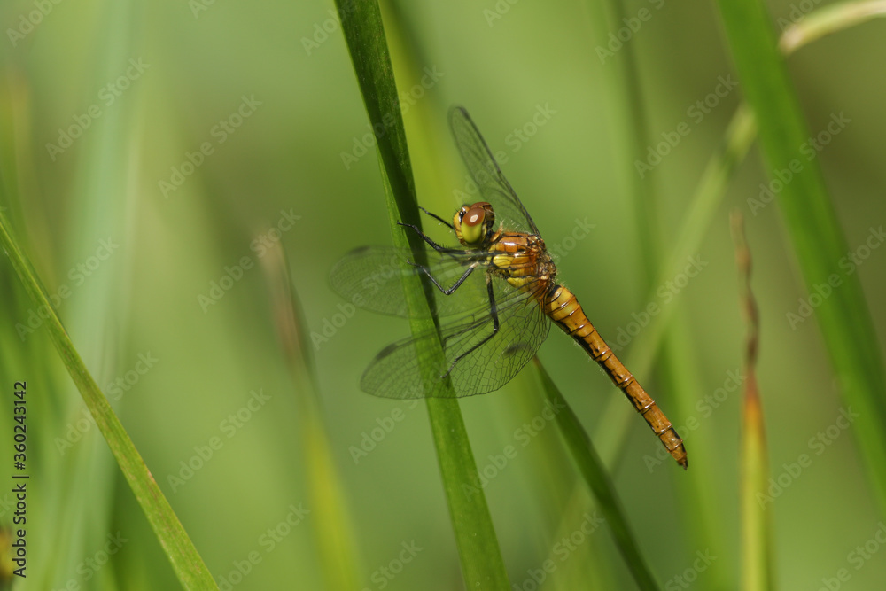 A newly emerged Ruddy Darter Dragonfly, Sympetrum sanguineum, perching on a reed at the edge of a pond. A newly emerged Ruddy Darter Dragonfly, Sympetrum sanguineum, perching on a reed at the edge of a pond.
