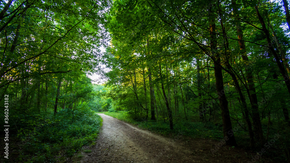 Chemin forestier dans le bois de Meudon, Clamart, France. 