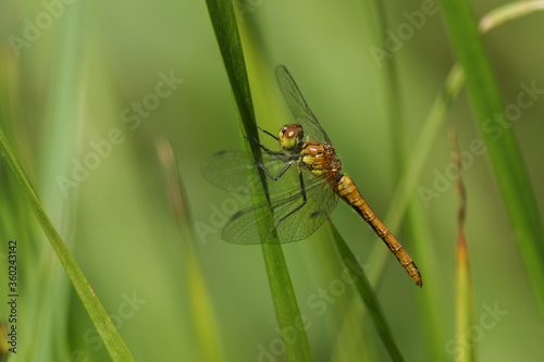 A newly emerged Ruddy Darter Dragonfly, Sympetrum sanguineum, perching on a reed at the edge of a pond.