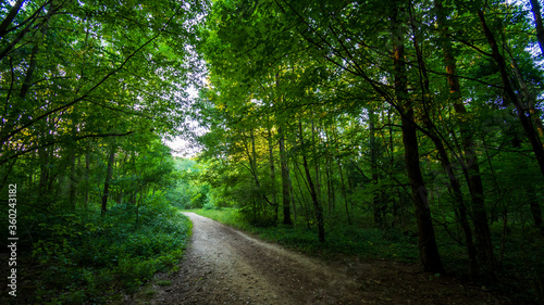 Chemin forestier dans le bois de Meudon, Clamart, France. 