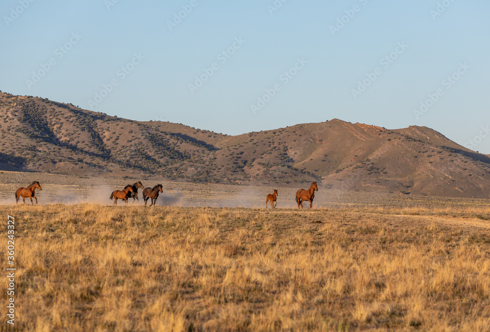 Wild Horses in the Utah Desert in Spring