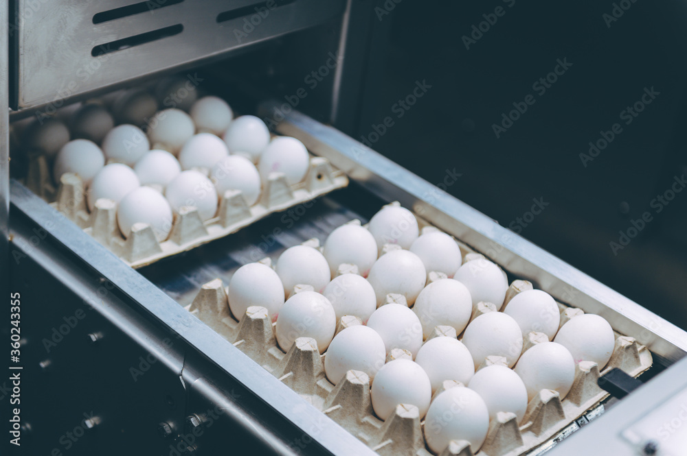 egg factory industry poultry conveyor production egg factory industry poultry conveyor production
