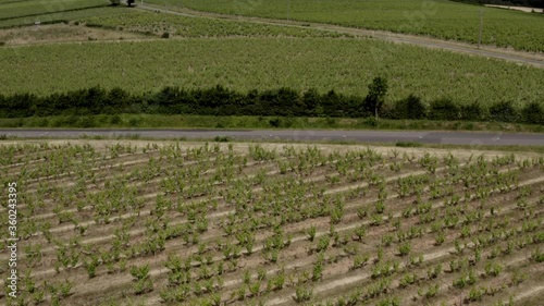 Aerian view of vines in France