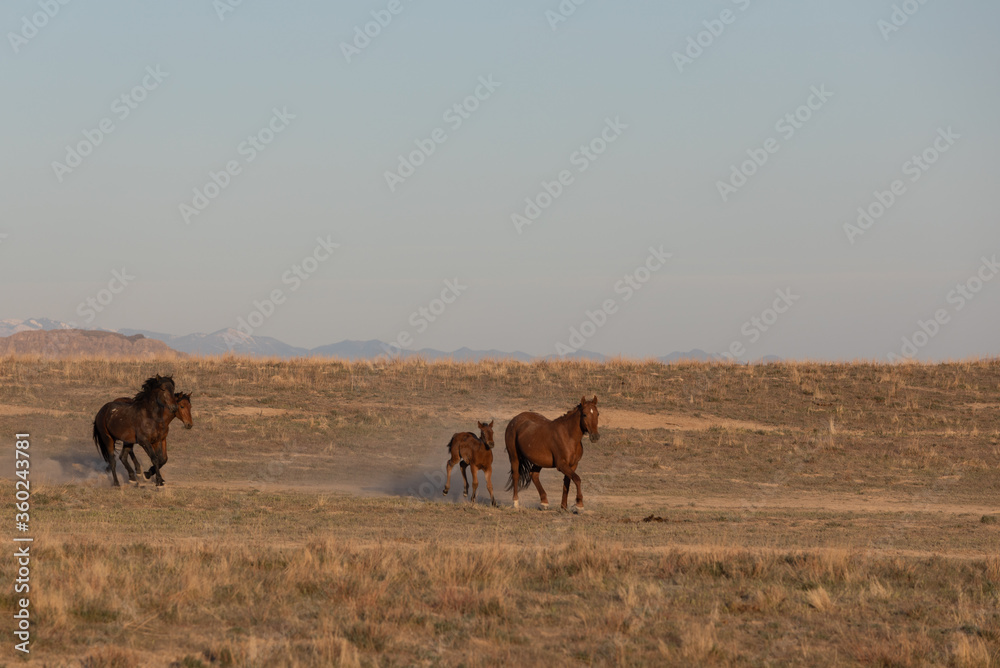 Wild Horses in the Utah Desert in Spring Wild Horses in the Utah Desert in Spring