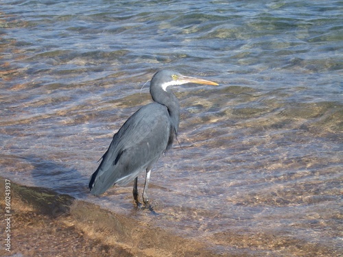 great grey heron on the beach