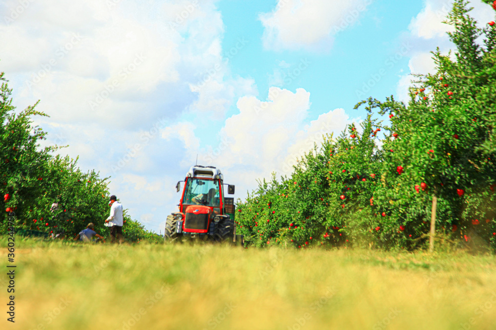 Tractor in the pomegranate tree fields Tractor in the pomegranate tree fields