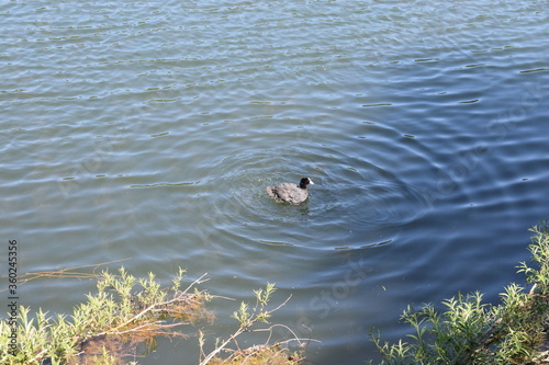 Blässhühner am Holzmaar photo