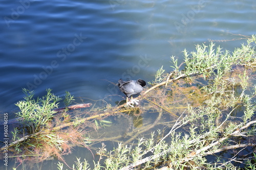 Blässhühner am Holzmaar photo