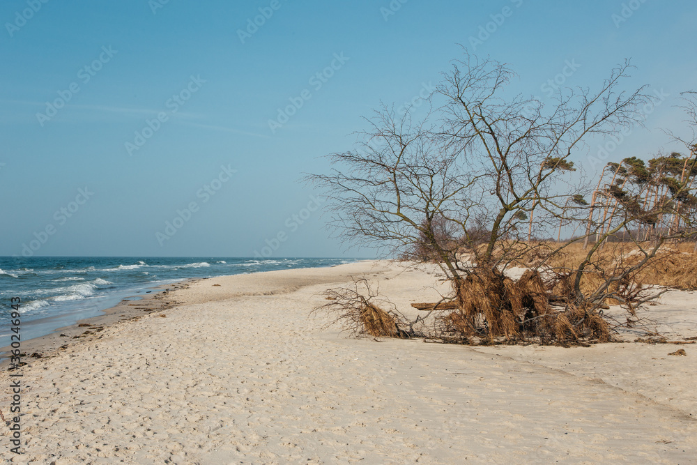 beautiful landmark darß on the baltic sea in germany beautiful landmark darß on the baltic sea in germany