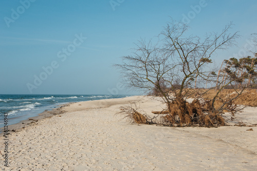 beautiful landmark darß on the baltic sea in germany © Susann