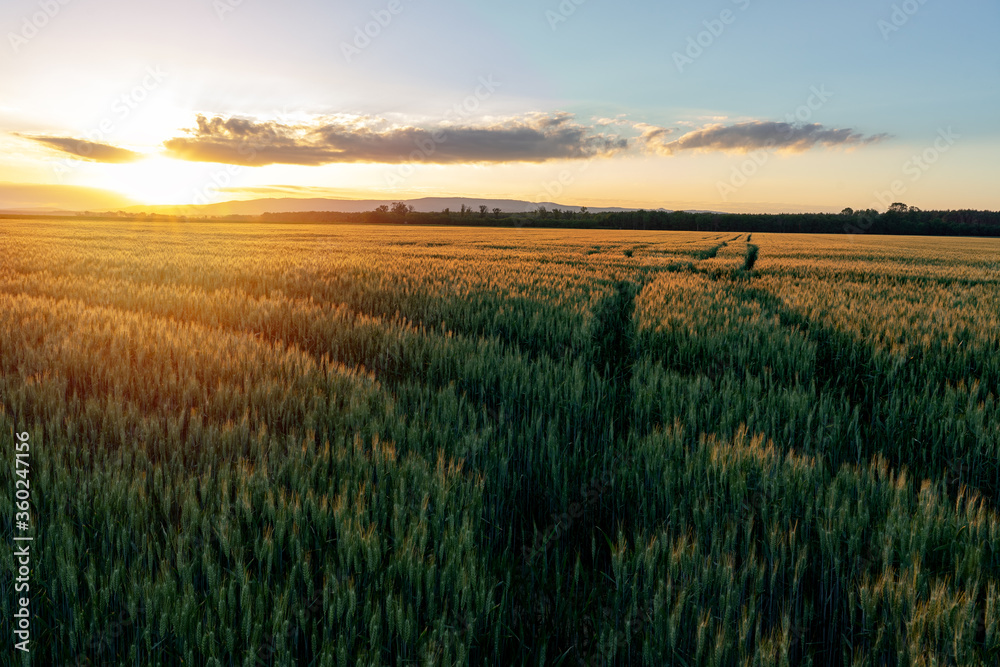 sunset over the wheat field with path ways crossing