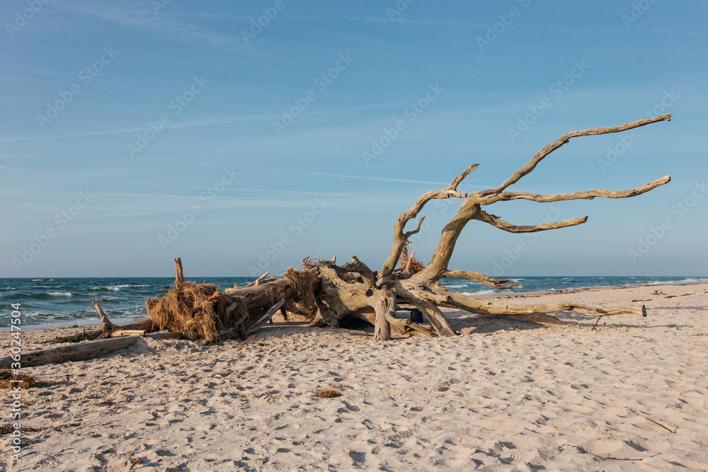 beautiful landmark darß on the baltic sea in germany beautiful landmark darß on the baltic sea in germany