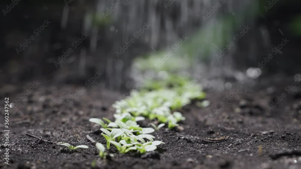 The gardener watering a small green sprout of cabbage from a watering can. The gardener watering a small green sprout of cabbage from a watering can.