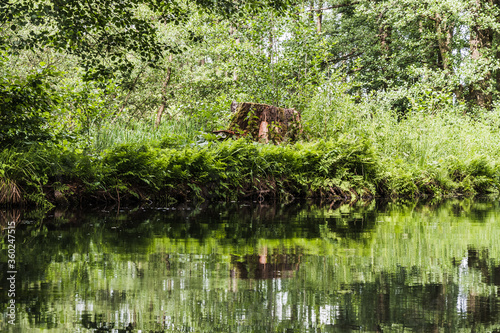 Nature in springtime in the Spree Forest (Spreewald) in Germany photo