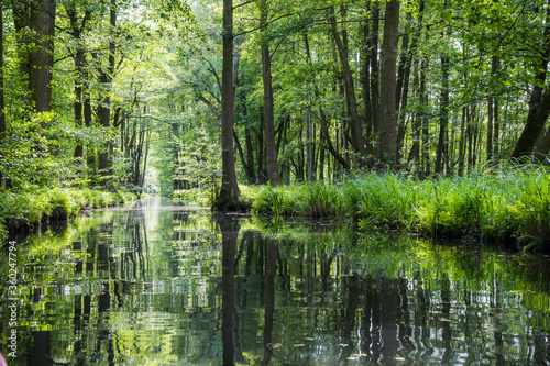 Water canal in the biosphere reserve Spree forest (Spreewald) in the state of Brandenburg, Germany
