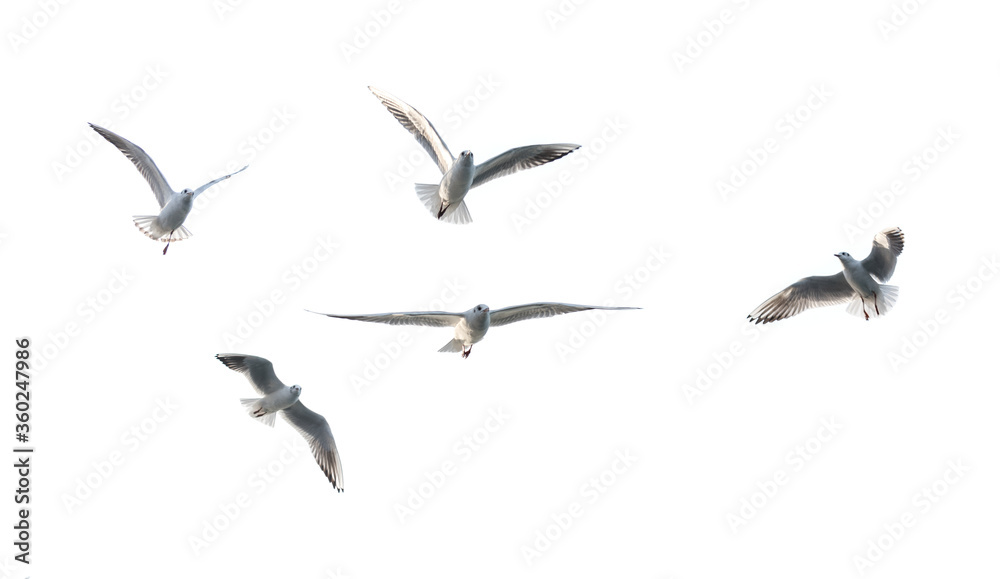 Obraz premium Flying seagull with white background.