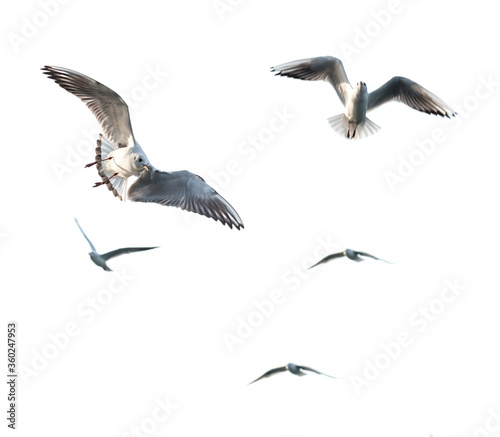 Flying seagull with white background.