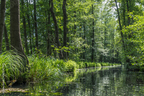 One of the numerous water canals in biosphere reserve Spree forest (Spreewald) in Germany