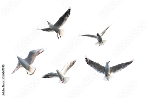 Flying seagull with white background.