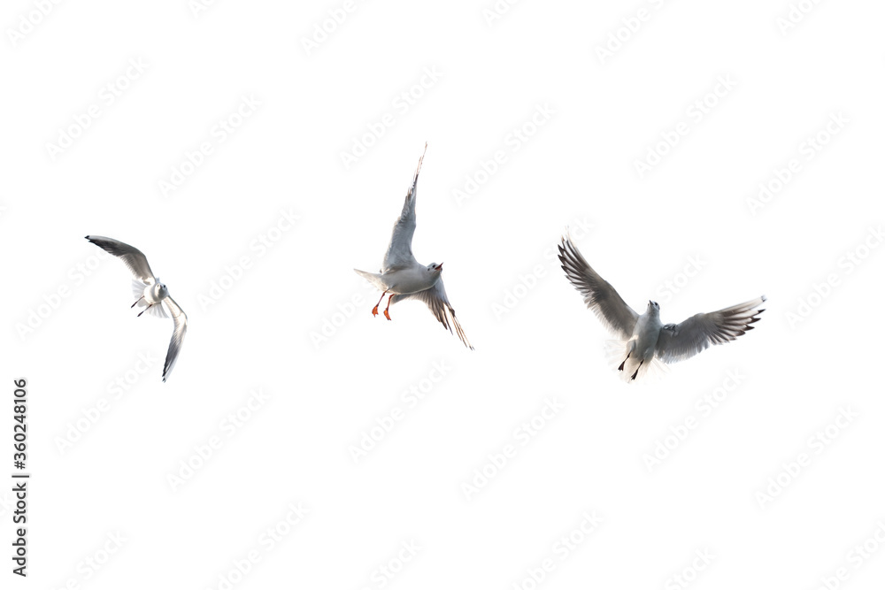 Fototapeta premium Flying seagull with white background.