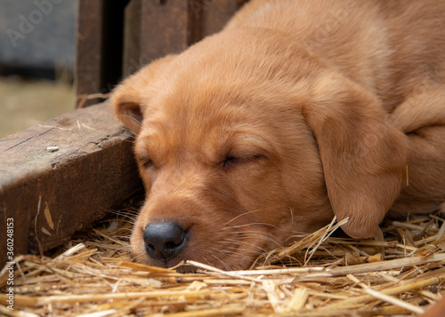 Fox red Labrador puppy fast asleep in the barn. Selective focus.