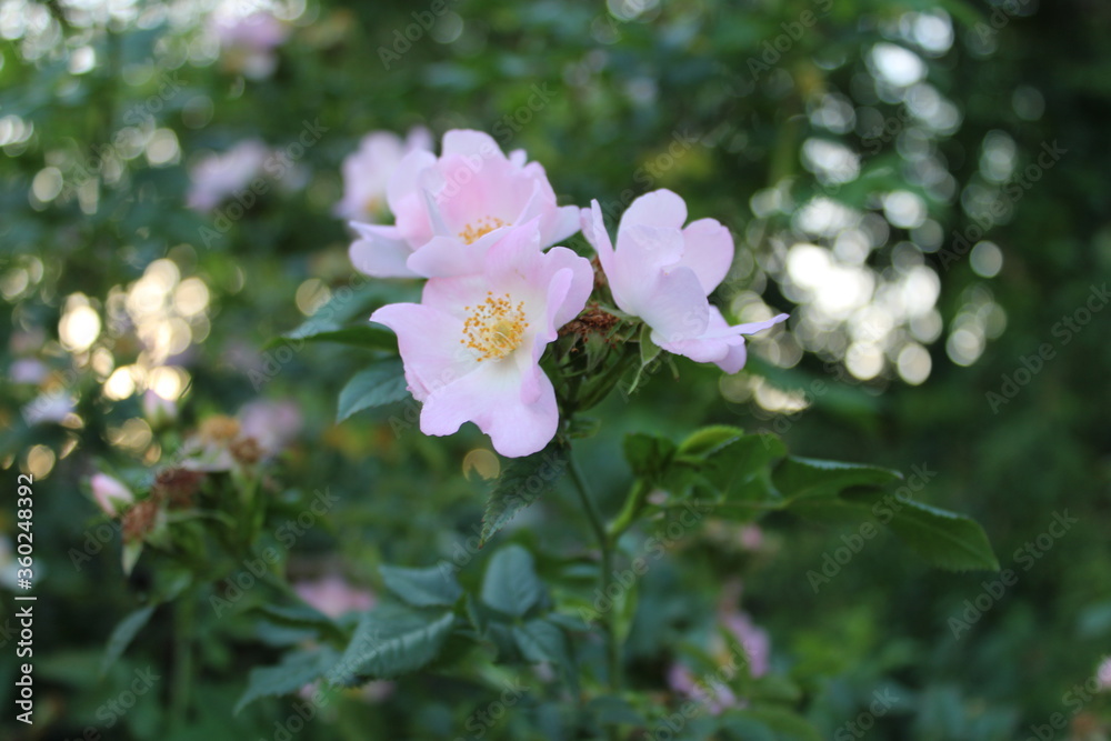 pink and white flowers