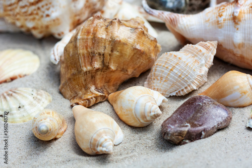 Seashells, sea stars, coral and stones on the sand, summer beach sea background travel concept.