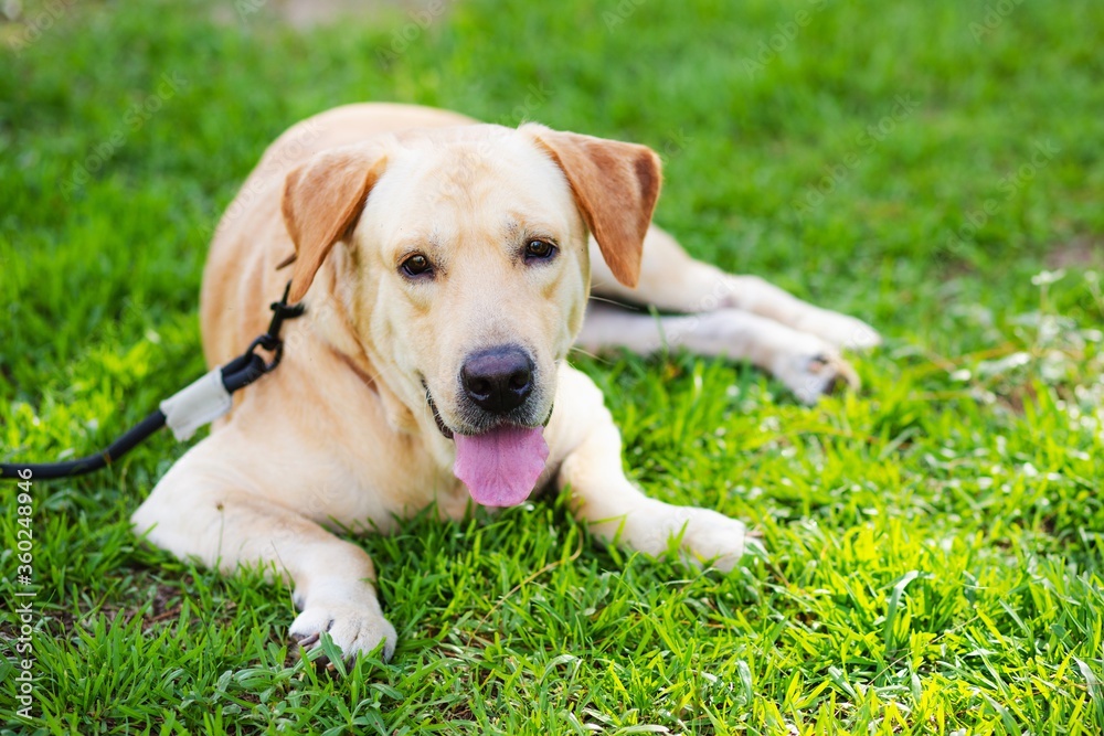 image of dog playing in the park. image of dog playing in the park.