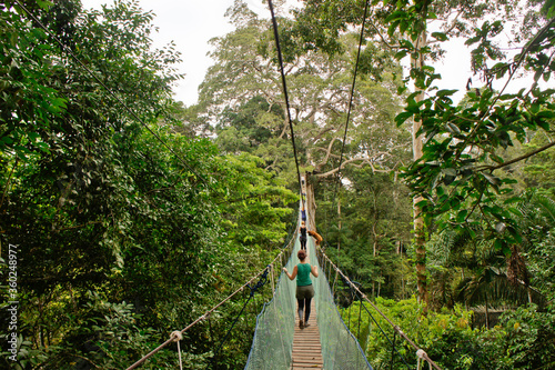 Suspended Bridge Between Two Big Trees, Amazon Basin, Peru, South America