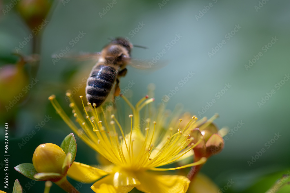 singel bee on yellow flower singel bee on yellow flower