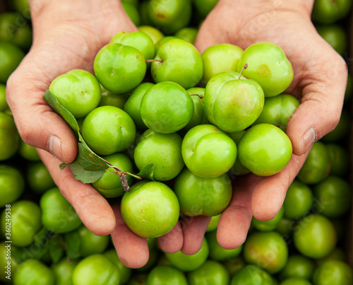 Green sour cherry plums in the hands of a farmer