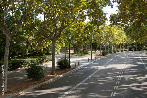  Sunny road in Barcelona through the foliage of trees, taken from the top angle under natural light.