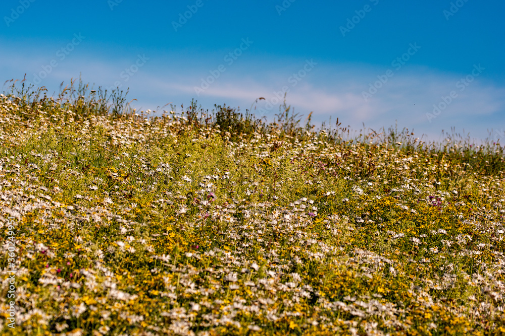 Obraz premium wild flowers in the field