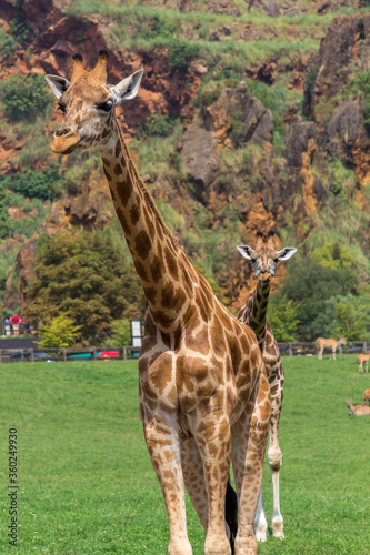 Giraffes in a zoo of Spain