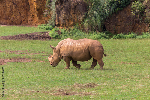 Rhinos in a zoo of Spain