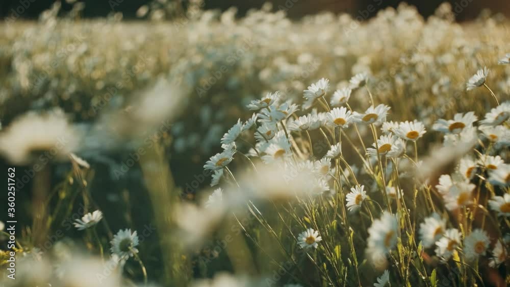 White daisy flowers field meadow in sunset lights. Field of white daisies in the wind swaying close up. Concept: nature, flowers, spring, biology, fauna, environment, ecosystem