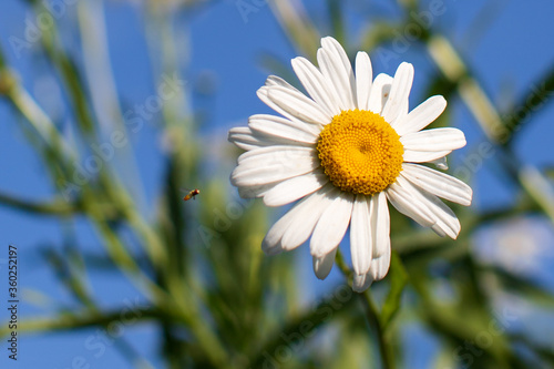 A small insect pollinating a large daisy