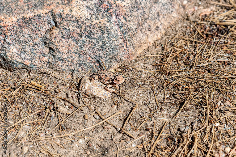 Greater Short-horned Lizard Phrynosoma hernandesi