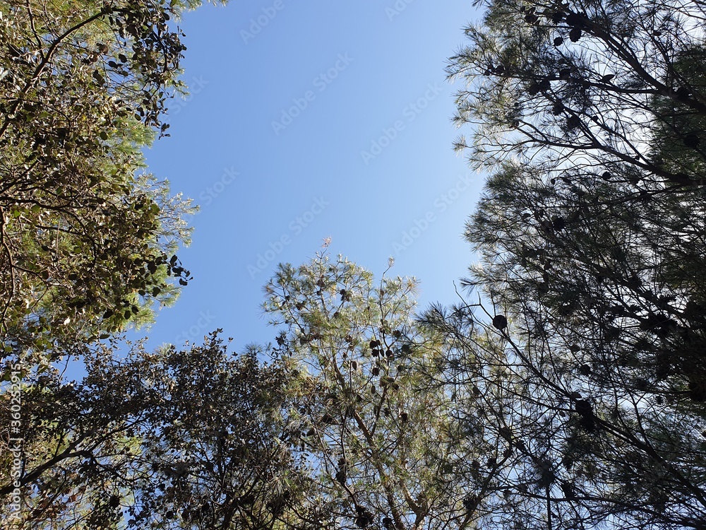 Obraz premium Beautiful forest and many pine trees