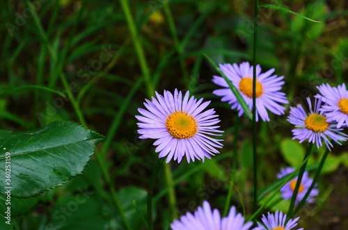 Aster novae-angliae   Purple Dome  Asteraceae family