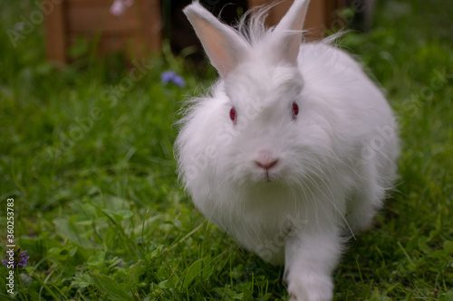 white rabbit in the grass © Ingo