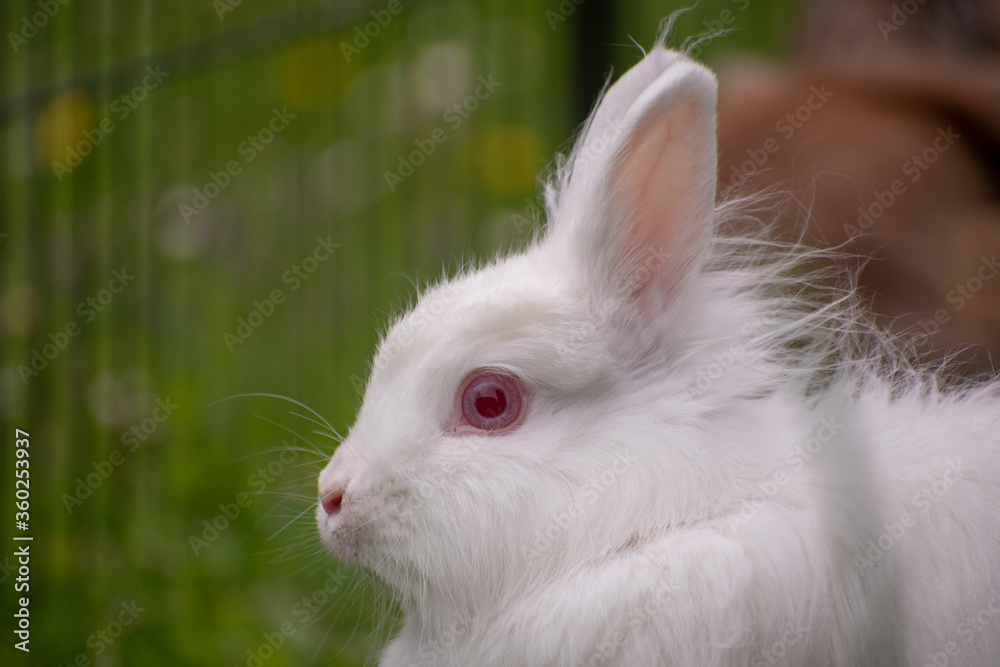 Fototapeta premium white rabbit in the grass