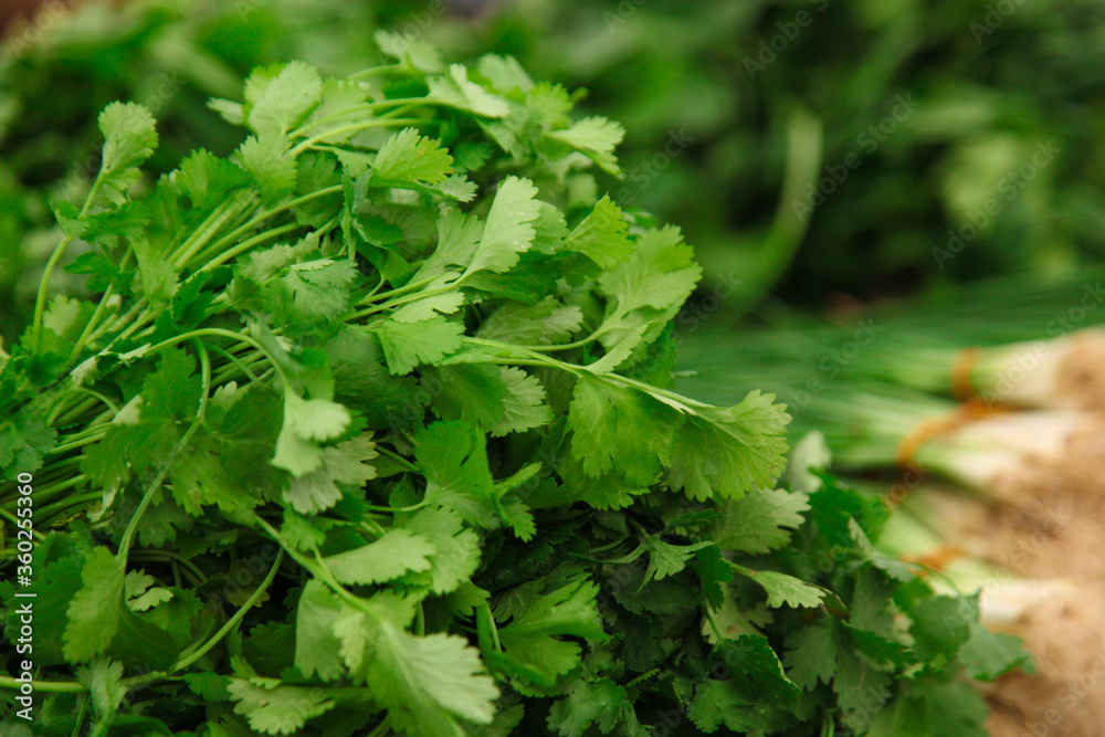 Fresh parsley bunches from plantation Fresh parsley bunches from plantation