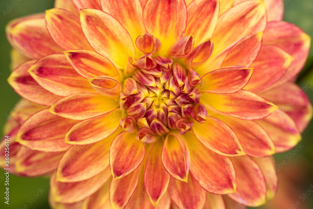 Shiny orange Dahlia flower macro
