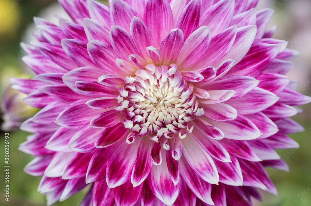 Pink and white Dahlia flower macro Pink and white Dahlia flower macro