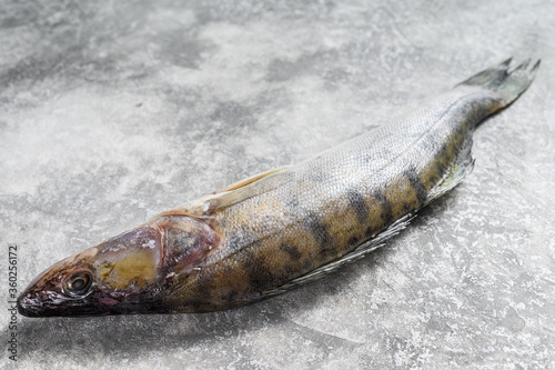 Raw zander, walleye fish. Gray background. Top view