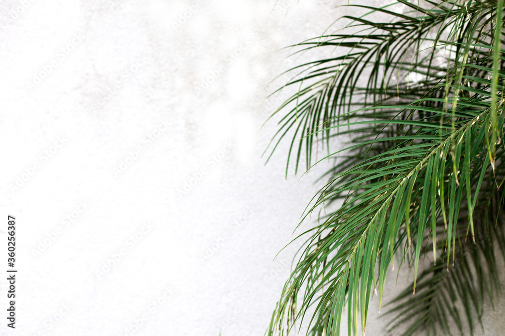 Fototapeta premium Tropical Palm Green leaves for nature pattern and background