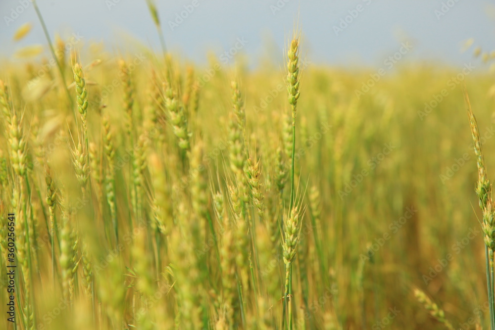 Wheat fields plantation under blue sky Wheat fields plantation under blue sky